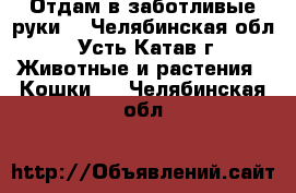 Отдам в заботливые руки! - Челябинская обл., Усть-Катав г. Животные и растения » Кошки   . Челябинская обл.